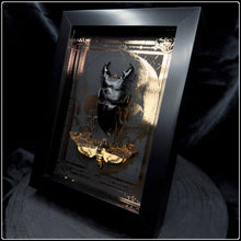 Load image into Gallery viewer, Acherontia styx &amp; Dorcus titanus duo Shadow Box Frame

