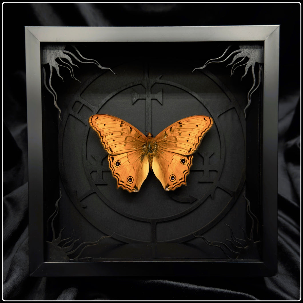 Vindula arsinoe Lilith Sigil Frame