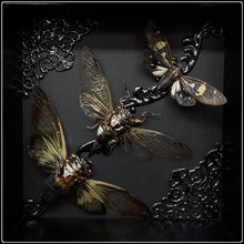 Load image into Gallery viewer, Cicada Trio Frame
