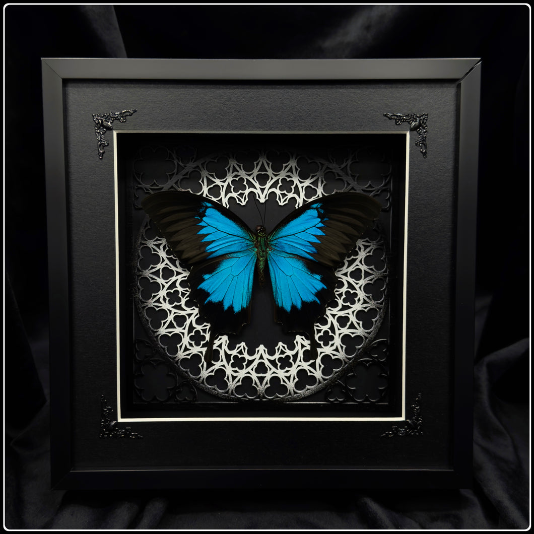 Papilio ulysses Sanctum Frame