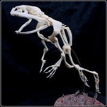 Load image into Gallery viewer, Bullfrog Skeleton on Resin Diorama
