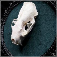 Load image into Gallery viewer, Neogale vison Skull on Antique Frame
