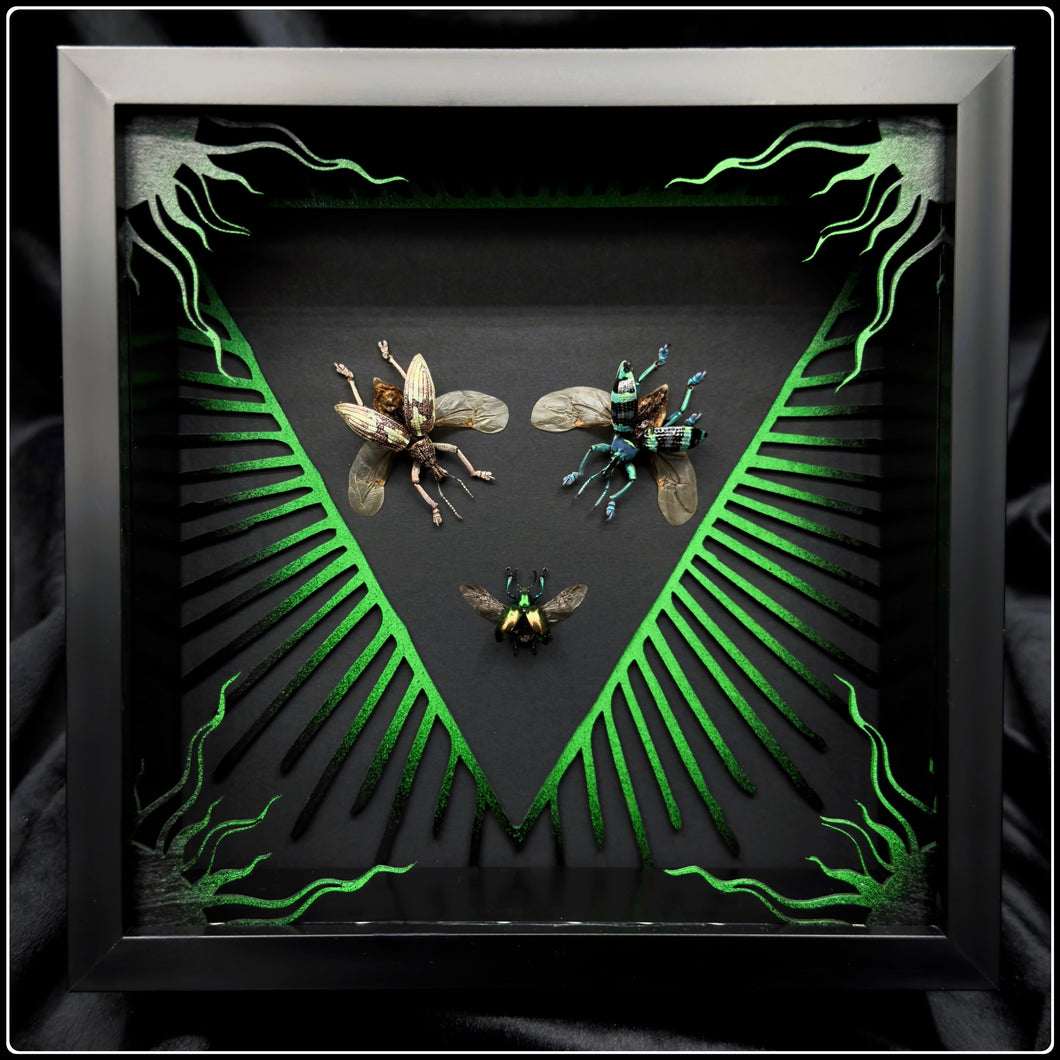 Beetle Trio Frame Inversus Frame