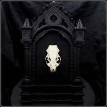 Load image into Gallery viewer, European Mink Skull on Cathedral Frame
