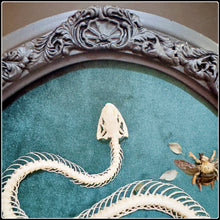 Load image into Gallery viewer, Snake Skeleton &amp; Preserved Specimens in Antique Frame
