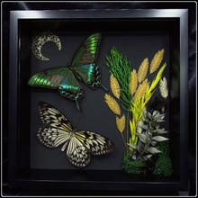 Load image into Gallery viewer, Papilio maackii And Idea idea Butterflies in Shadow Box Frame
