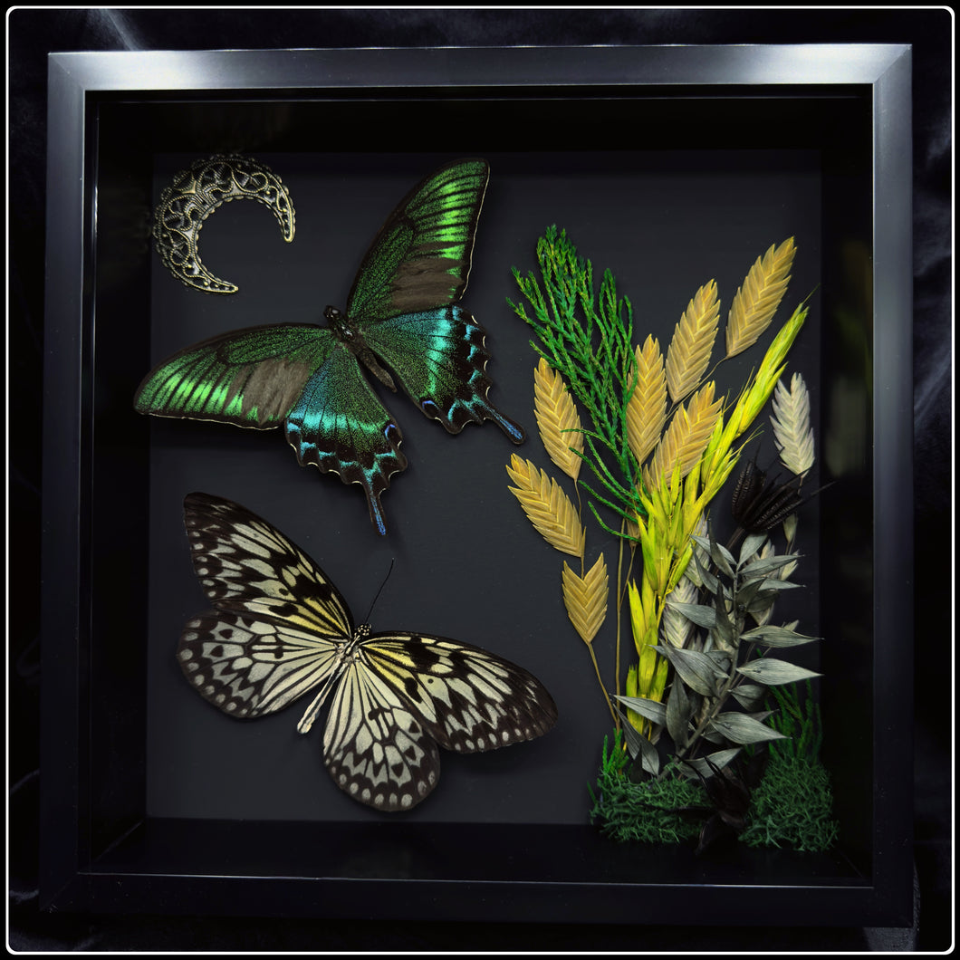 Papilio maackii And Idea idea Butterflies in Shadow Box Frame