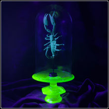 Load image into Gallery viewer, Heterometrus cyaneus in Uranium Glass Display
