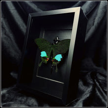 Load image into Gallery viewer, Papilio Karna Karna Frame
