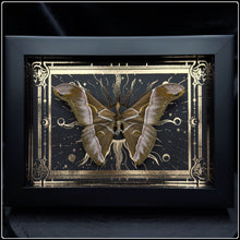 Load image into Gallery viewer, Samia insularis Moth In Shadow Box Frame
