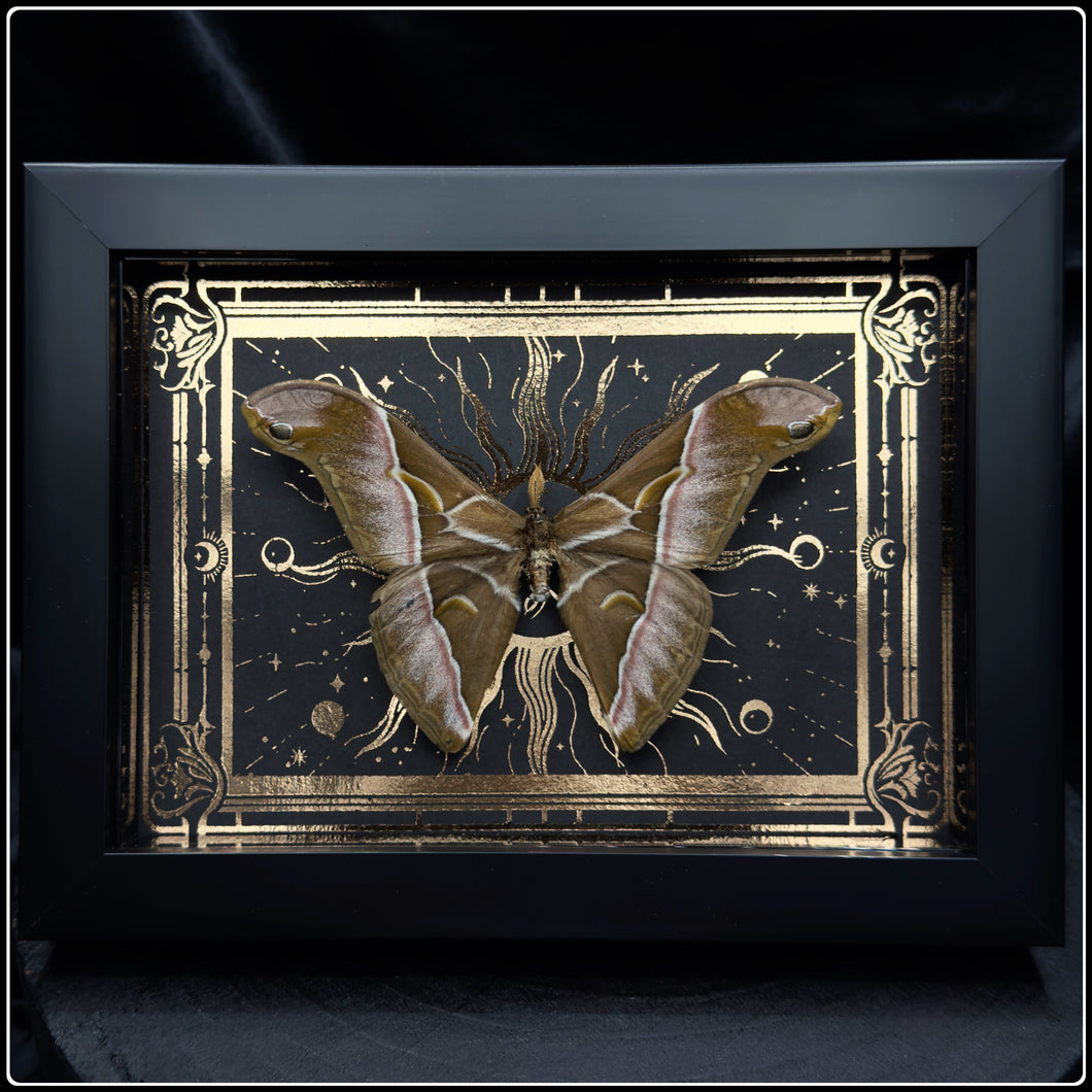 Samia insularis Moth In Shadow Box Frame