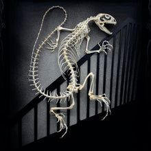 Load image into Gallery viewer, Nosferatu Lacerta Agama Shadow Box Frame
