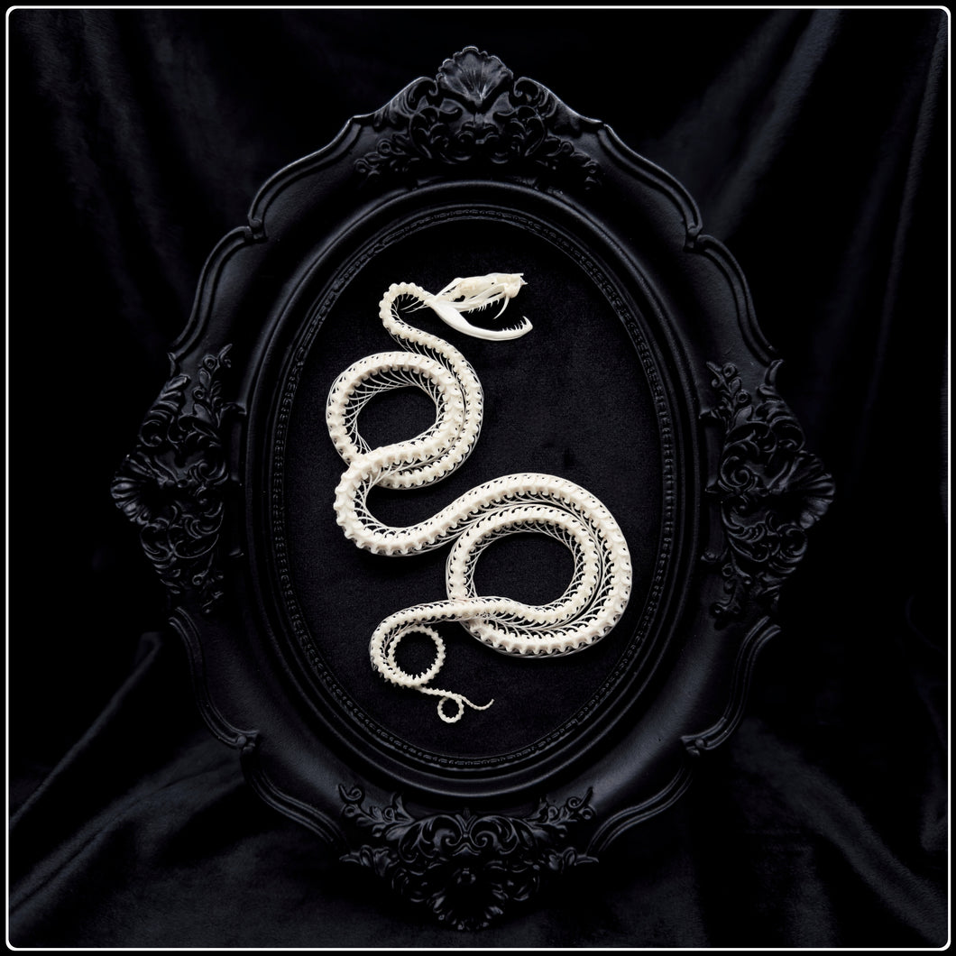 Viper Skeleton in Gothic Antique Style Frame