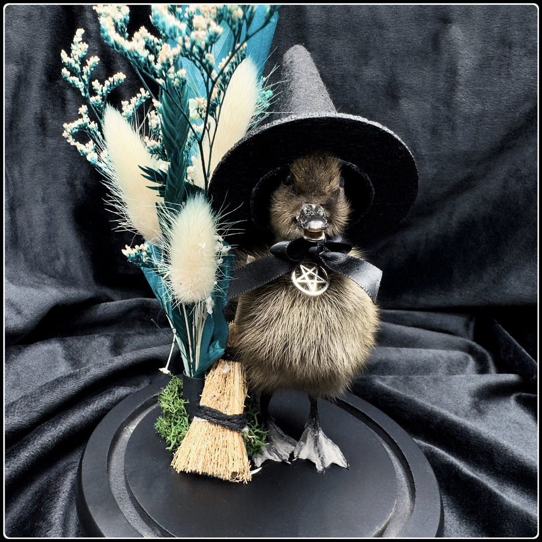 Witch Duckling - ‘Wren’