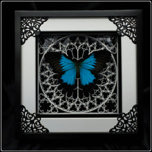 Load image into Gallery viewer, Papilio ulysses White Sanctum Frame
