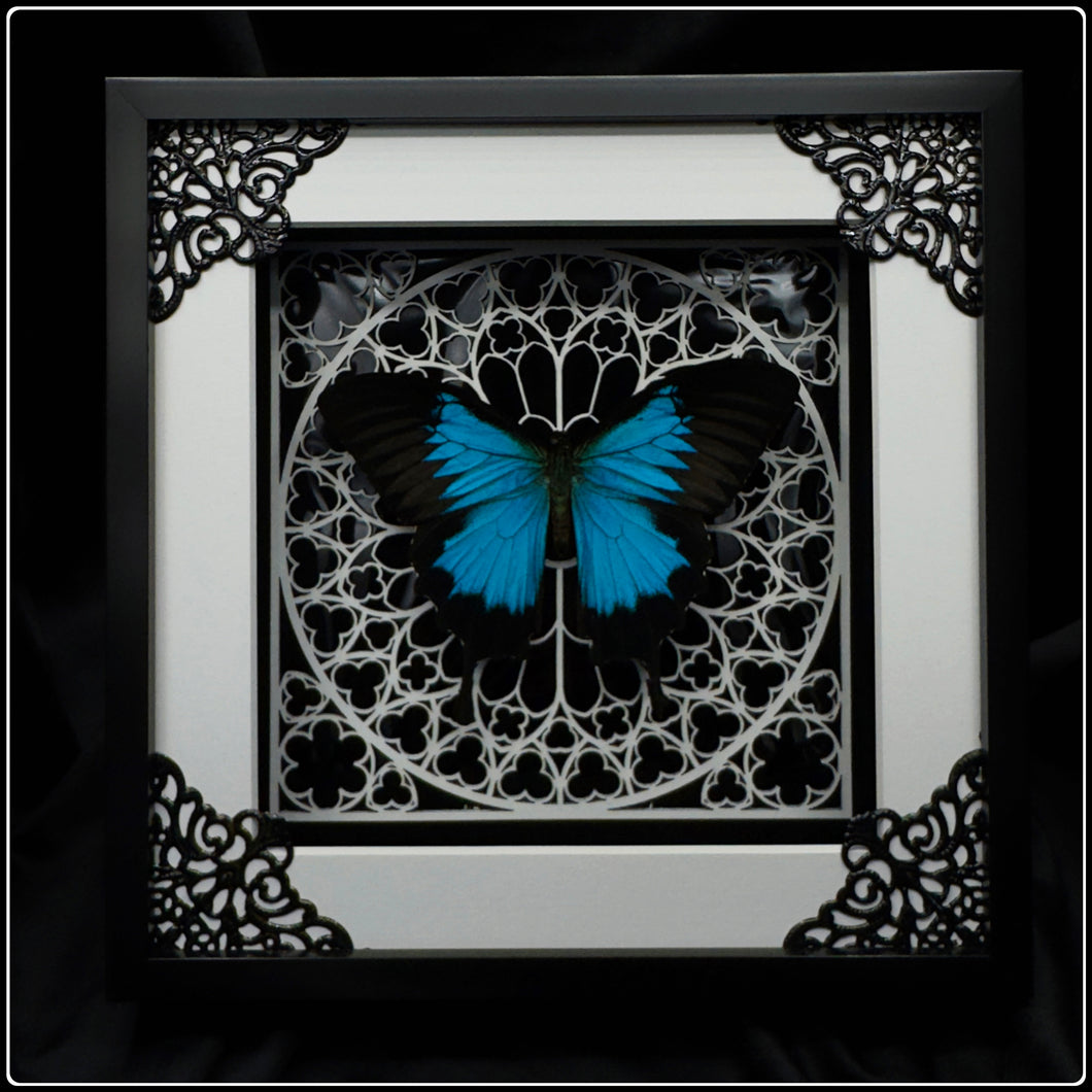 Papilio ulysses White Sanctum Frame