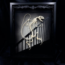 Load image into Gallery viewer, Nosferatu Lacerta Agama Shadow Box Frame
