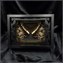 Load image into Gallery viewer, Papilio Iiomedon Gold/Black Antiquity Frame
