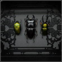 Load image into Gallery viewer, Beetle Trio Antiquity Frame
