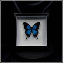 Load image into Gallery viewer, Papilio Ulysses Butterfly Frame
