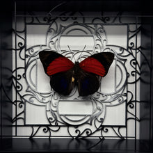 Load image into Gallery viewer, Agrias claudina lugens Shadow Box Frame
