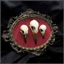 Load image into Gallery viewer, Trio Of Bird Skulls on Antique Frame
