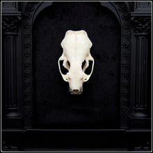 Load image into Gallery viewer, European Mink Skull on Cathedral Frame
