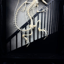 Load image into Gallery viewer, Nosferatu Lacerta Agama Shadow Box Frame
