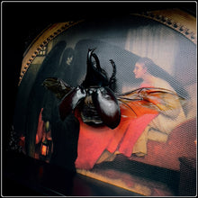 Load image into Gallery viewer, Rhinoceros Beetle on ‘Death &amp; The Maiden’ Canvas Print
