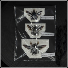 Load image into Gallery viewer, Preserved Specimen Pack - Bees
