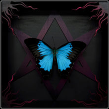 Load image into Gallery viewer, Papilio ulysses Unicursal Hexagram Frame
