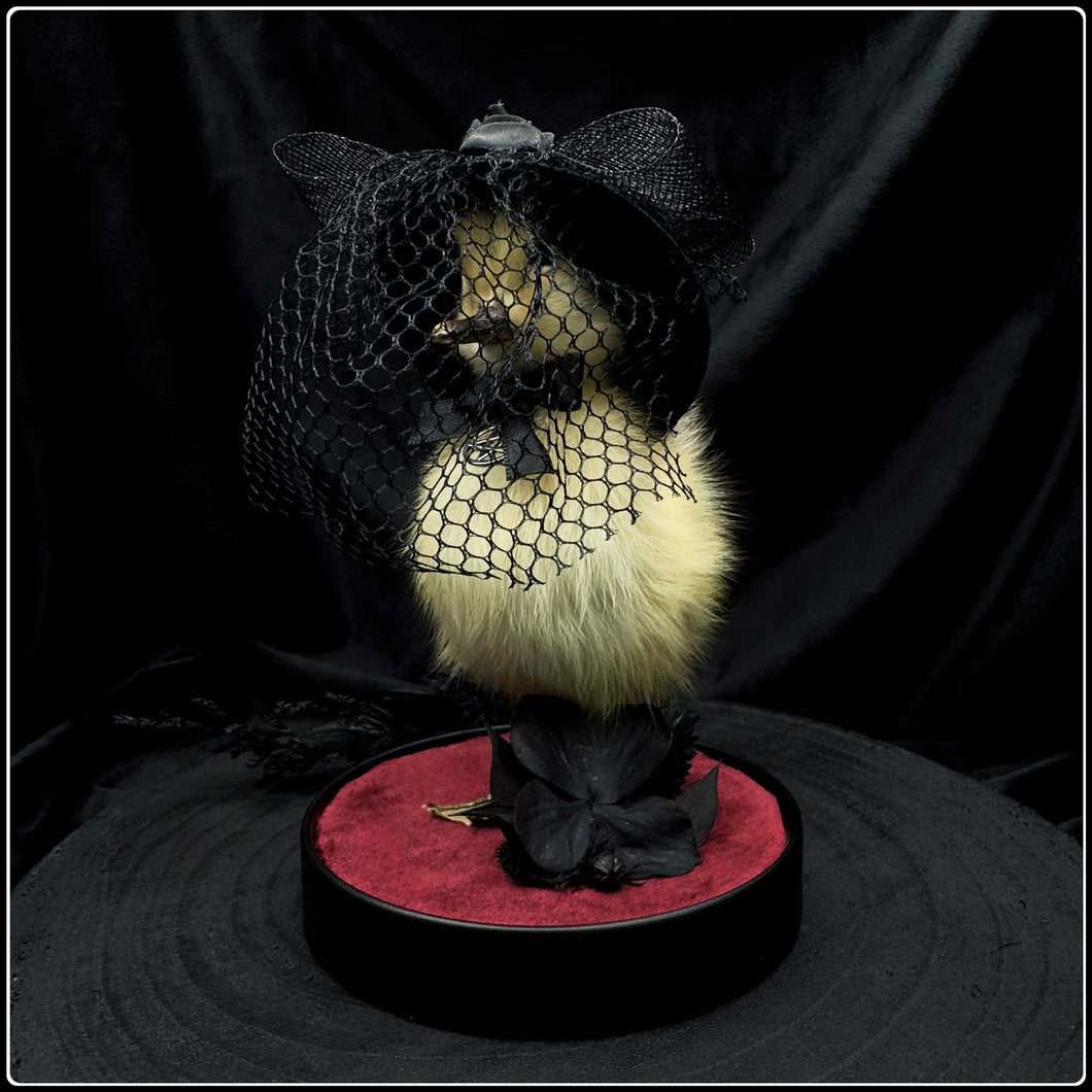 Victorian Mourning Duckling - ‘Ms Eliza Broadstreet’