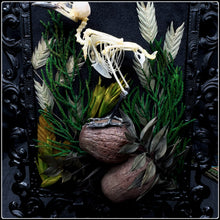 Load image into Gallery viewer, Aegithina tiphia scapularis Skeleton on Antique Frame
