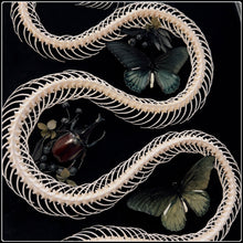 Load image into Gallery viewer, Black Copper Rat Snake Skeleton, Butterflies and Rhino Beetle in Vintage Frame
