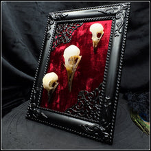 Load image into Gallery viewer, Trio of Bird Skulls
