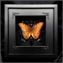 Load image into Gallery viewer, Vindula arsinoe Butterfly Shadow Box
