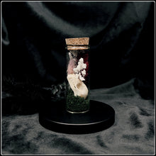 Load image into Gallery viewer, Cave Nectar Bat Skull in Glass Bottle
