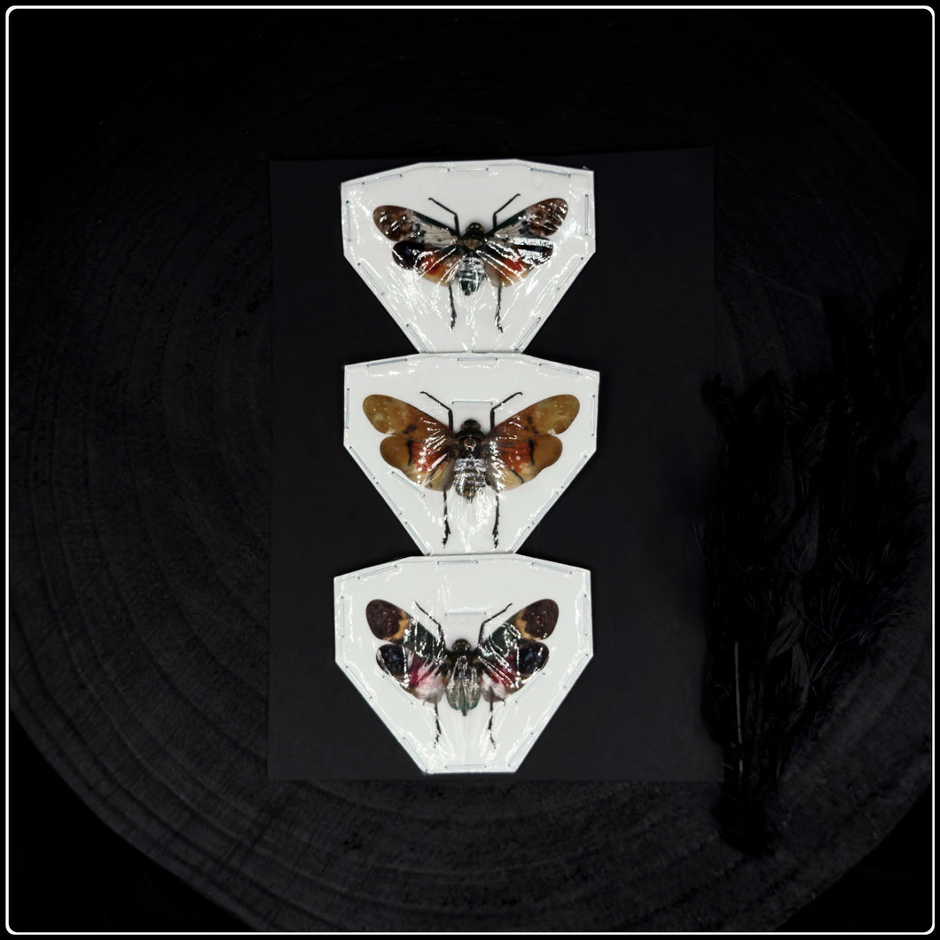 Preserved Specimen Pack - Planthoppers