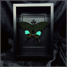 Load image into Gallery viewer, Papilio Karna Karna Frame
