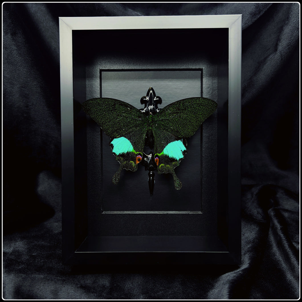 Papilio Karna Karna Frame