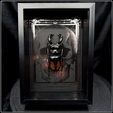 Load image into Gallery viewer, Hexarthrius parryi paradox Beetle Frame
