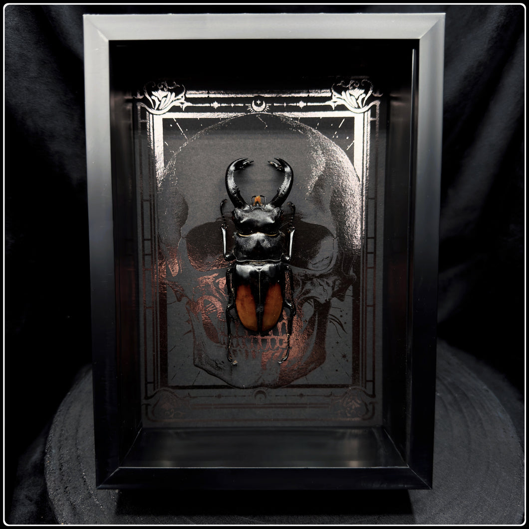 Hexarthrius parryi paradox Beetle Frame
