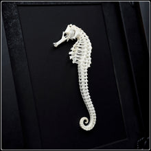 Load image into Gallery viewer, Seahorse Skeleton Frame
