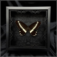 Load image into Gallery viewer, Papilio gallienus Art Deco Frame

