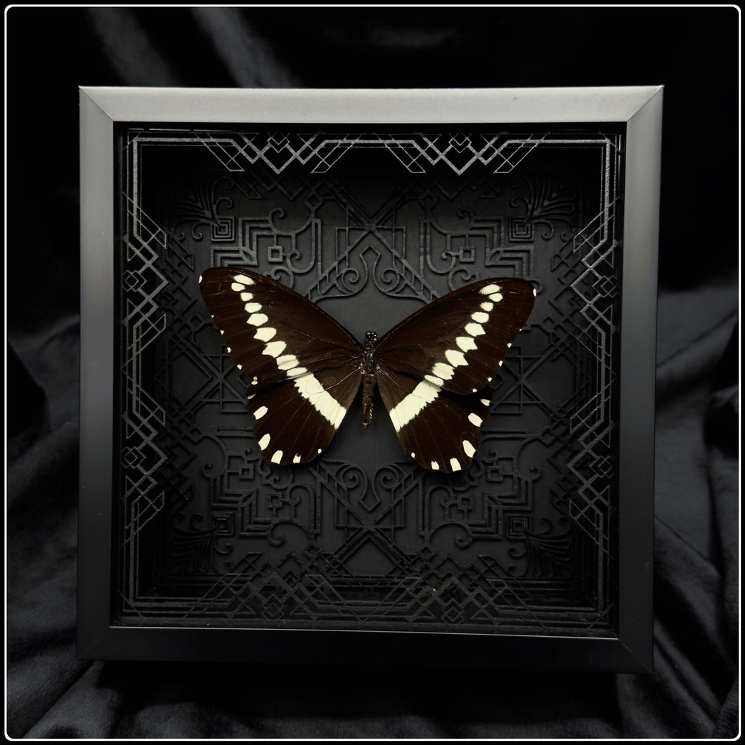 Papilio gallienus Art Deco Frame