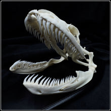 Load image into Gallery viewer, Indian Rock Python Skull
