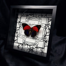 Load image into Gallery viewer, Agrias claudina lugens Shadow Box Frame

