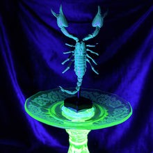 Load image into Gallery viewer, Javanimetrus cyaneus in Uranium Glass Display
