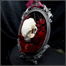 Load image into Gallery viewer, Felis Catus Skull on Antique Frame
