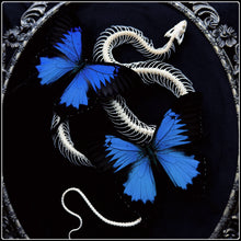 Load image into Gallery viewer, Snake Skeleton &amp; Butterfly Frame
